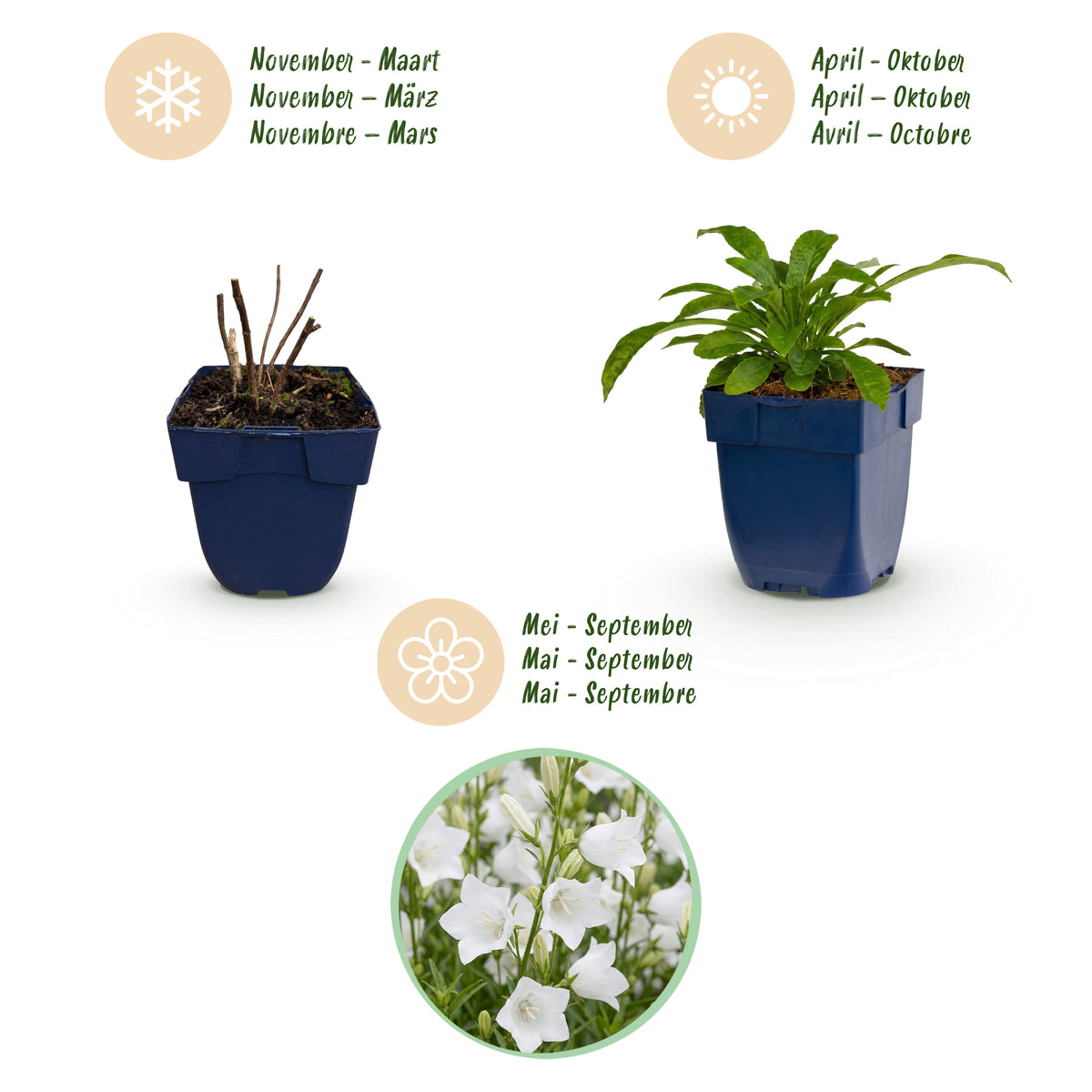 Pfirsichblattglockenblume 'Alba' – Weiß – Topf Ø11cm – Ansicht 4