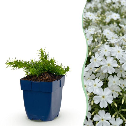 Polster-Phlox 'Maischnee' – Weiß – Topf Ø11cm