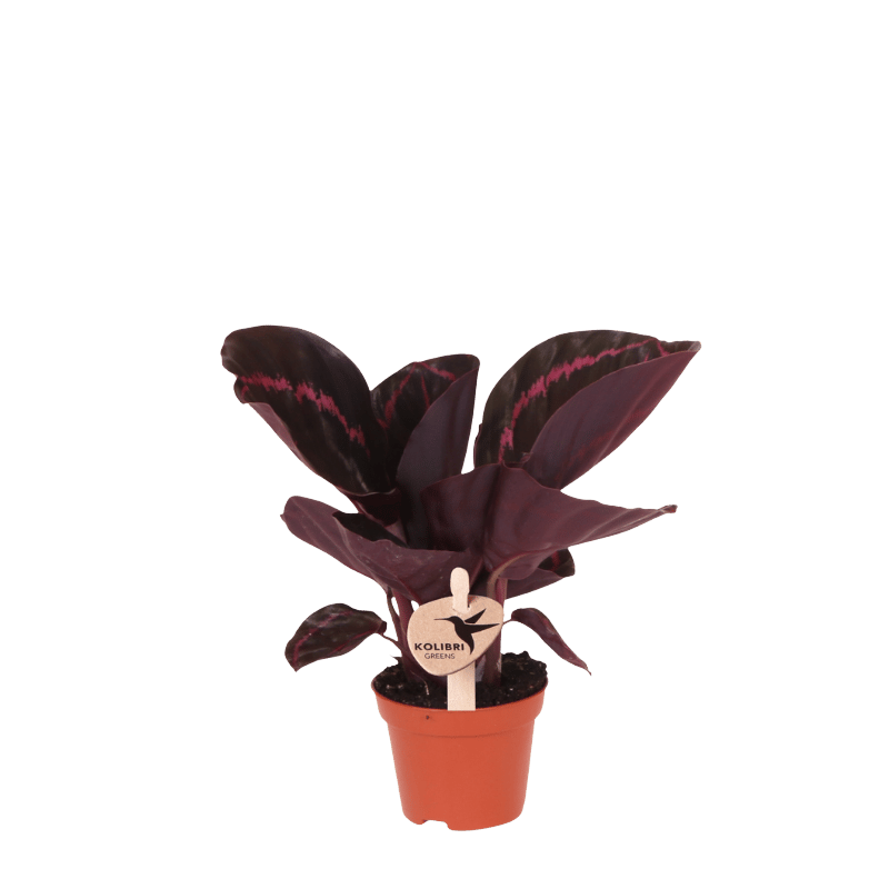 Calathea 'Dottie' – Zimmerpflanze – Ø6cm