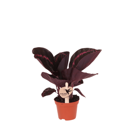 Calathea 'Dottie' – Zimmerpflanze – Ø6cm