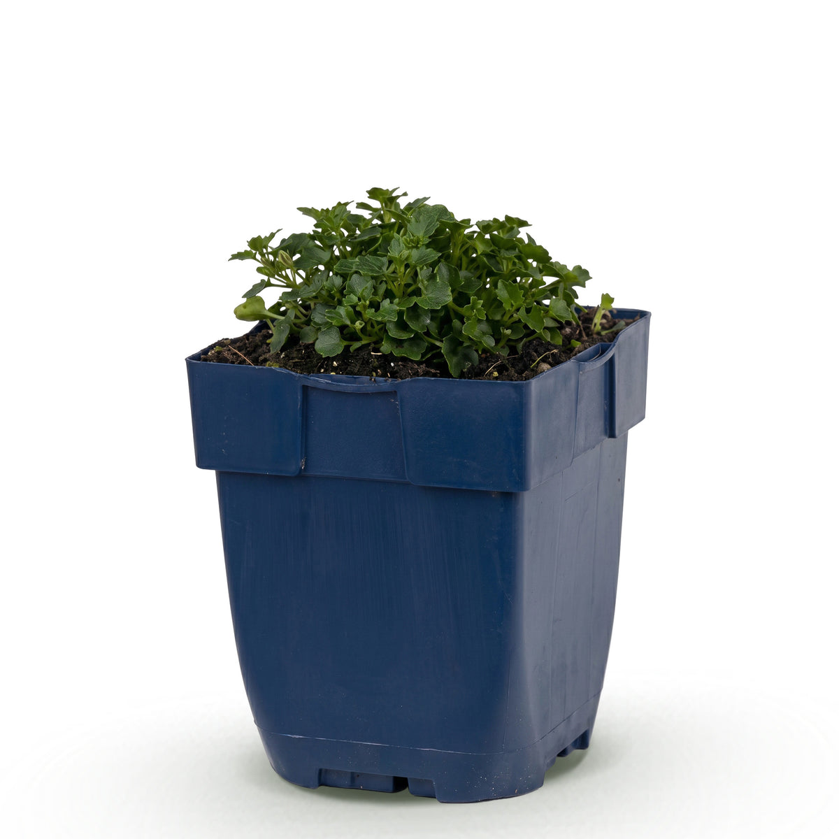 Glockenblume 'Campanula portenschlagiana' – Violett – Topf Ø11cm