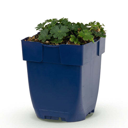 Storchschnabel 'Max Frei' – Rosa – Topf Ø11cm