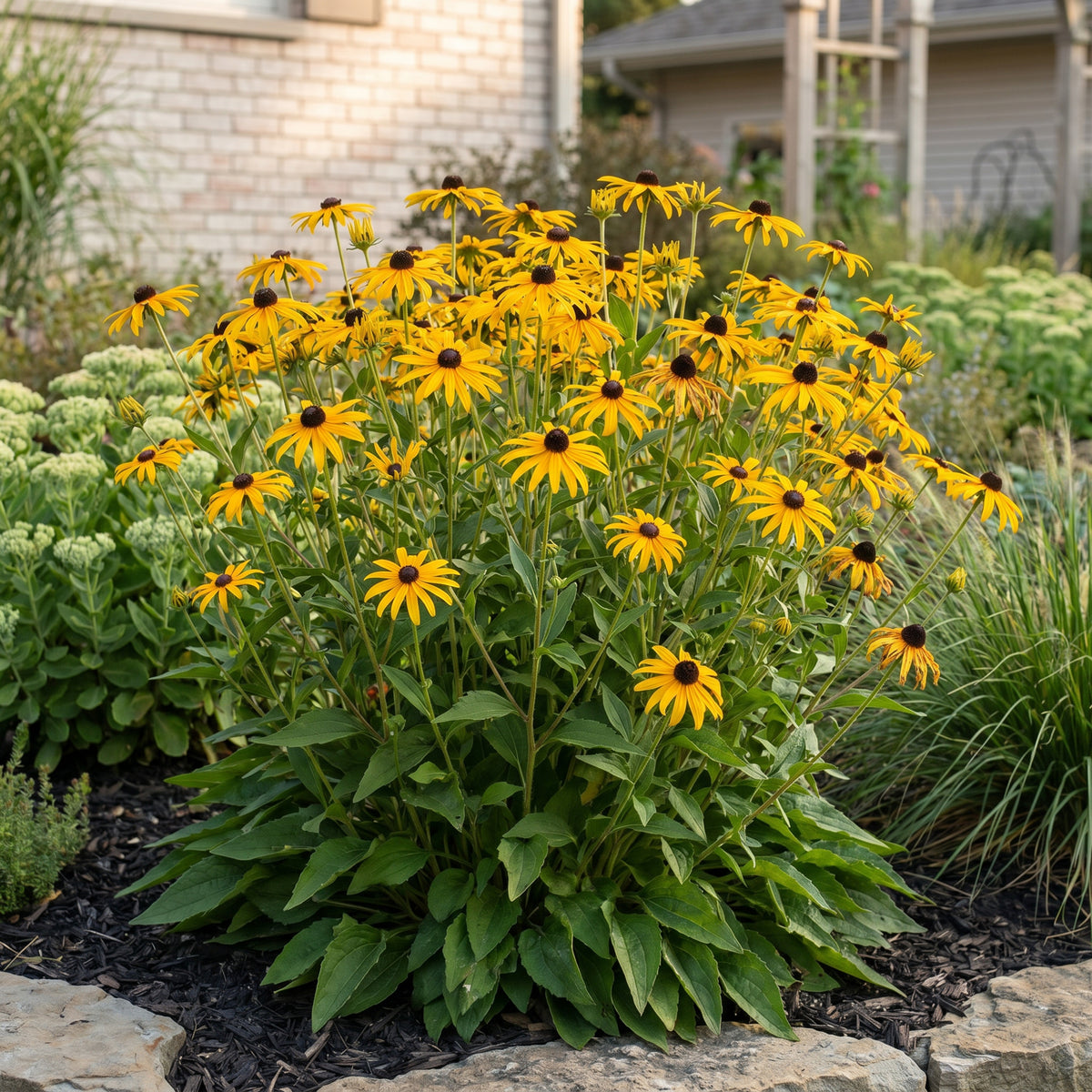 Sonnenhut 'Goldsturm' – Rudbeckia fulgida – Gelb – Topf Ø11cm – Ansicht 5