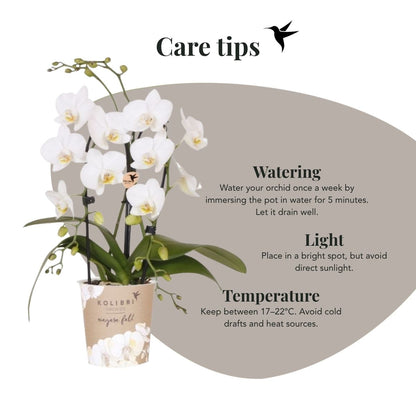 Phalaenopsis-Orchidee 'Niagara Fall White' – Weiß – Topf Ø9cm – Ansicht 8
