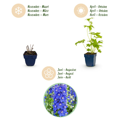 Rittersporn 'Blue Bird' – Delphinium – Blau – Topf Ø11cm – Ansicht 4