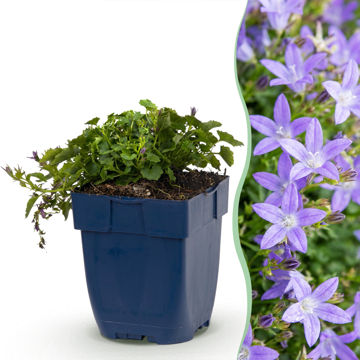Hängepolster-Glockenblume 'Stella' – Lila – Topf Ø11cm – Ansicht 2