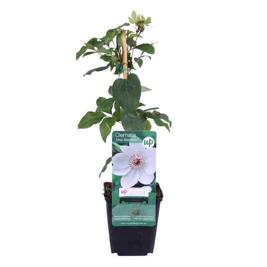 Clematis 'Miss Bateman' – Weiß – P9 Topf – Ansicht 2