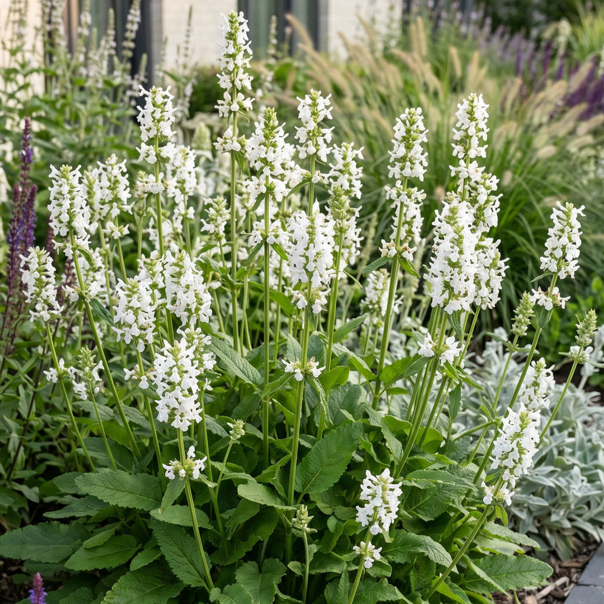 Heil-Ziest 'Alba' – Stachys officinalis – Weiß – Topf Ø11cm – Ansicht 5