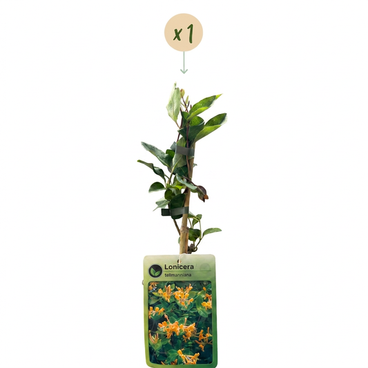 Tellmanns Geißblatt 'Lonicera tellmanniana' – Orange-Gelb – Topf Ø9cm – Ansicht 2