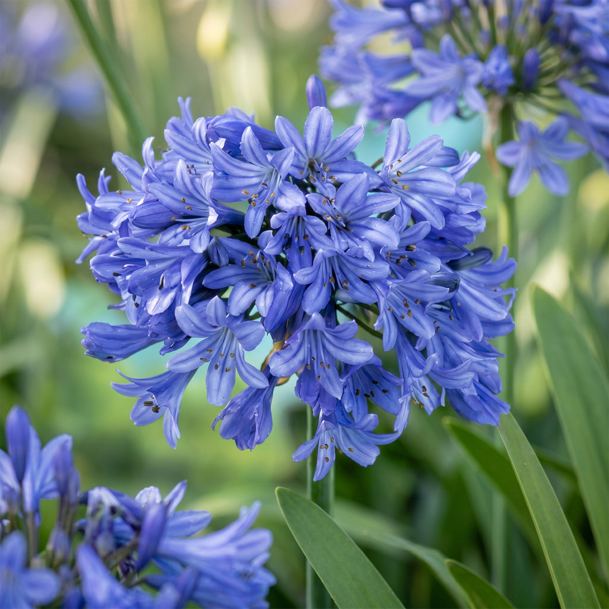 Schmucklilie 'Agapanthus africanus' – Blau – Topf Ø11cm – Ansicht 5