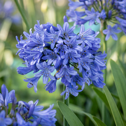 Schmucklilie 'Agapanthus africanus' – Blau – Topf Ø11cm – Ansicht 5