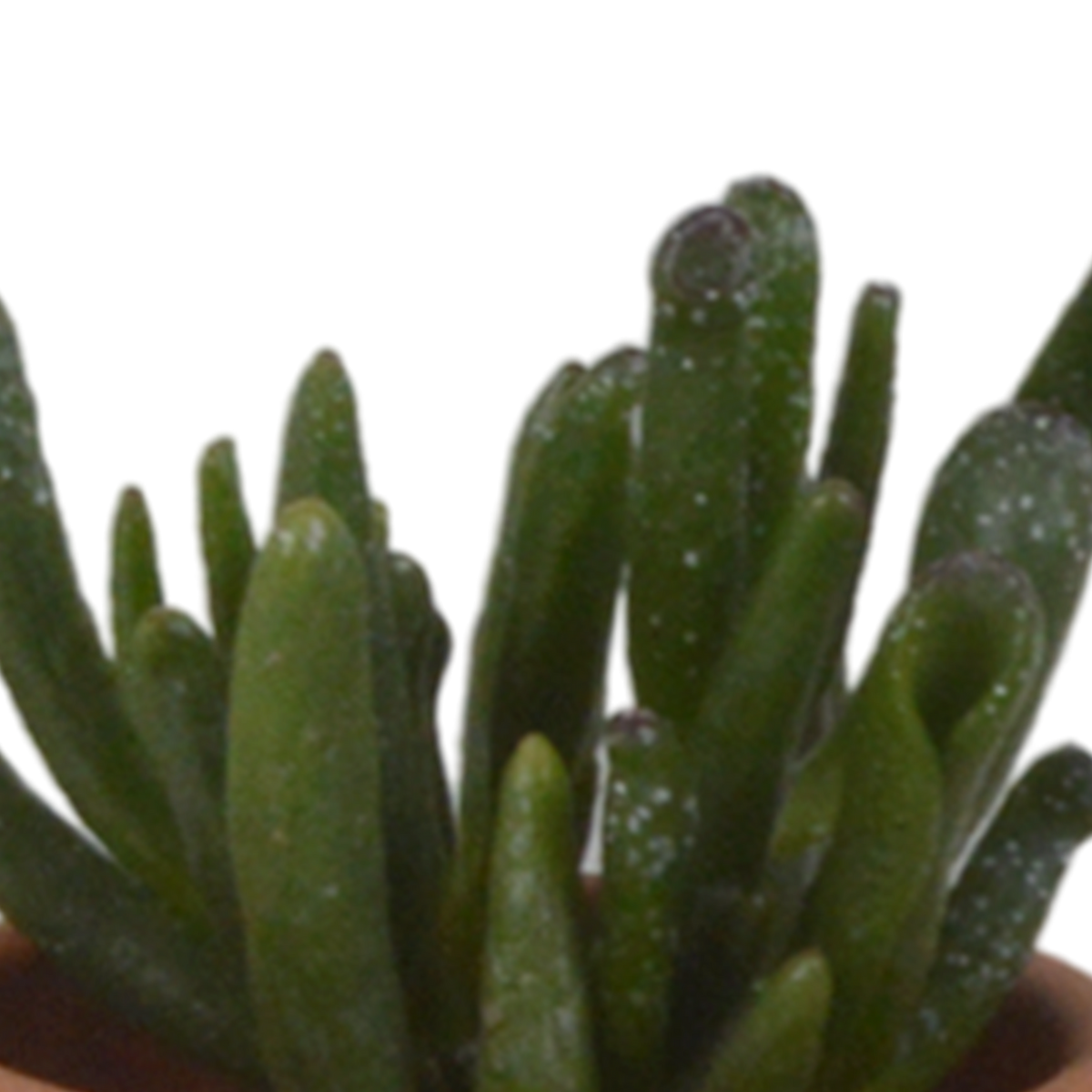 Sukkulenten-Mix (5 Pflanzen) – Terrakottatopf Ø5,5cm – Ansicht 14