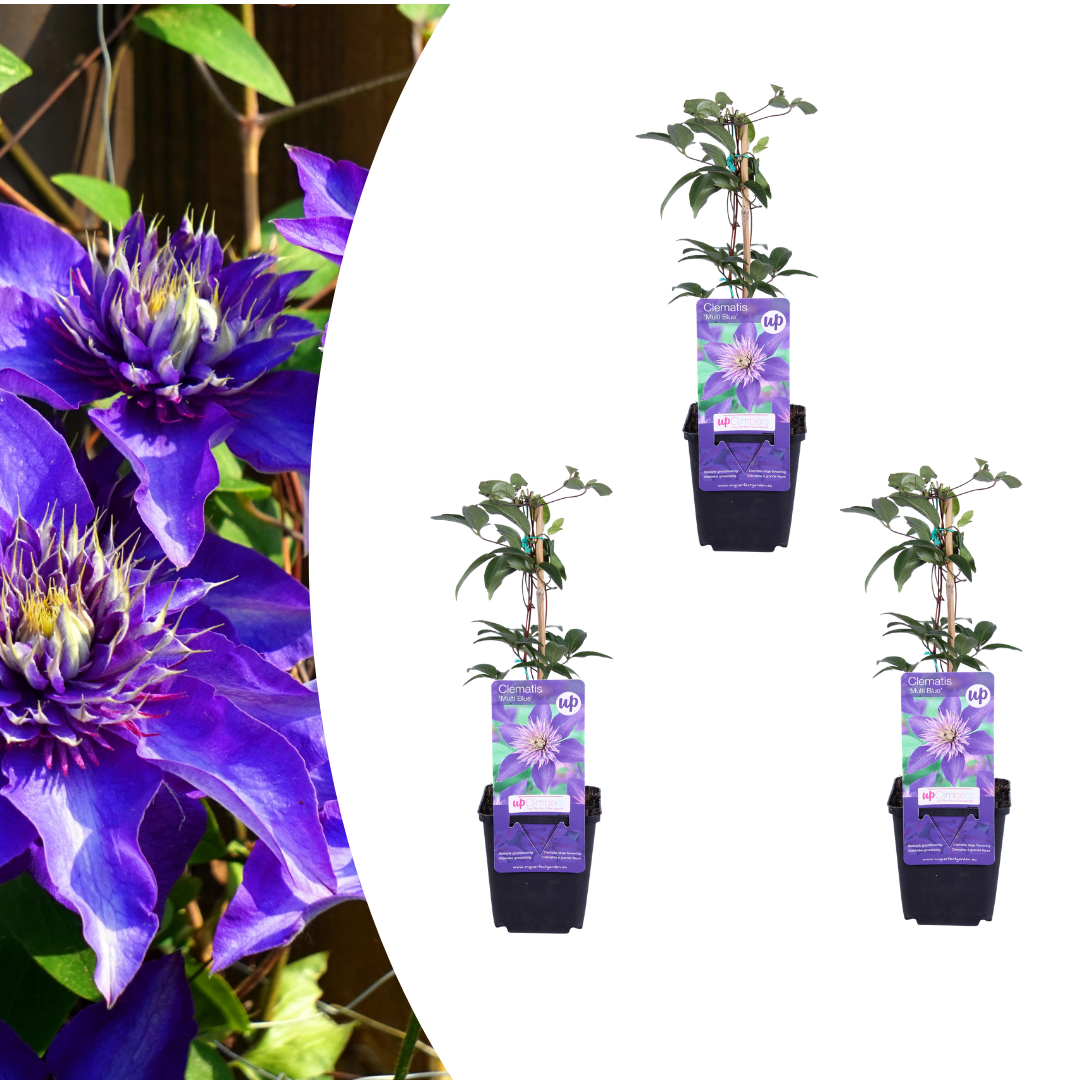 Clematis 'Multi Blue' – Blau gefüllt – P9 Topf
