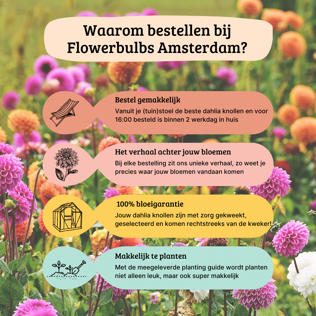 Dahlien-Knolle 'Mystery Day' – Großblumig – Ansicht 4