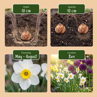 Blumenzwiebel-Mix 'Dry Garden' – Ansicht 4