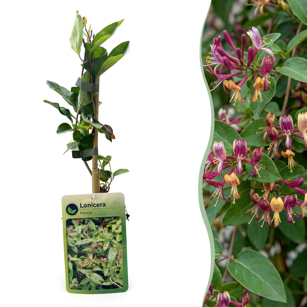 Henrys Geißblatt 'Lonicera henryi' – Gelb-Rot – Topf Ø9cm