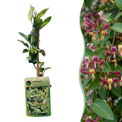 Henrys Geißblatt 'Lonicera henryi' – Gelb-Rot – Topf Ø9cm
