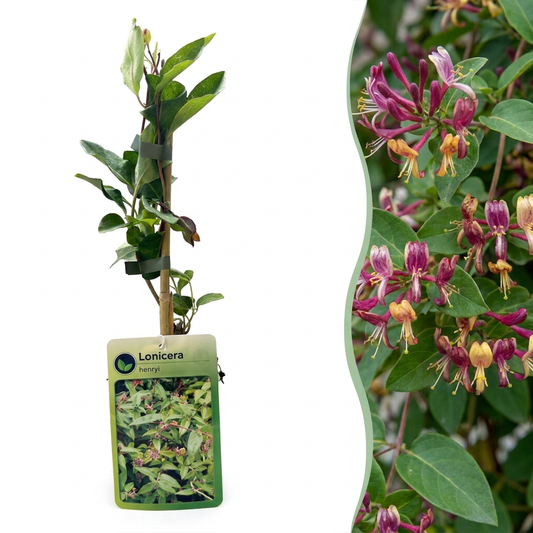 Henrys Geißblatt 'Lonicera henryi' – Gelb-Rot – Topf Ø9cm