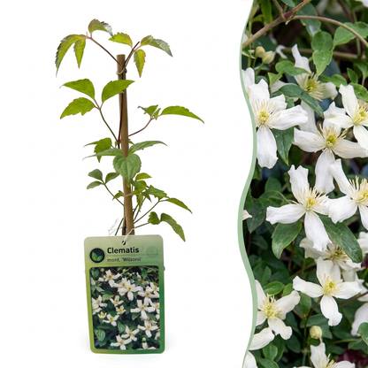 Bergwaldrebe 'Wilsonii' – Clematis montana – Weiß – Topf Ø9cm