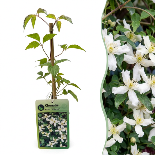 Bergwaldrebe 'Wilsonii' – Clematis montana – Weiß – Topf Ø9cm