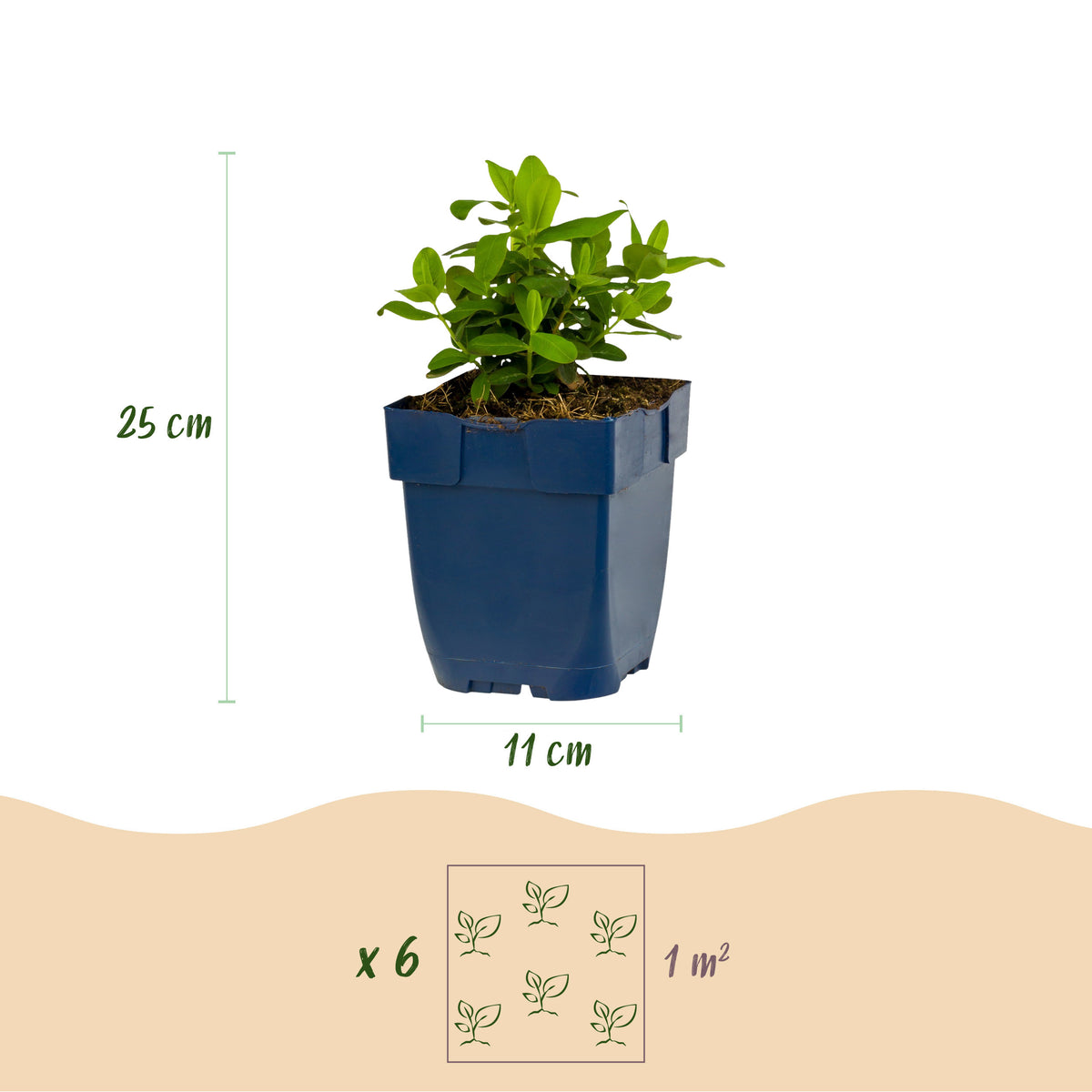 Johanniskraut 'Hypericum calycinum' – Gelb – Topf Ø11cm – Ansicht 3