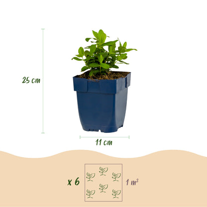 Johanniskraut 'Hypericum calycinum' – Gelb – Topf Ø11cm – Ansicht 3