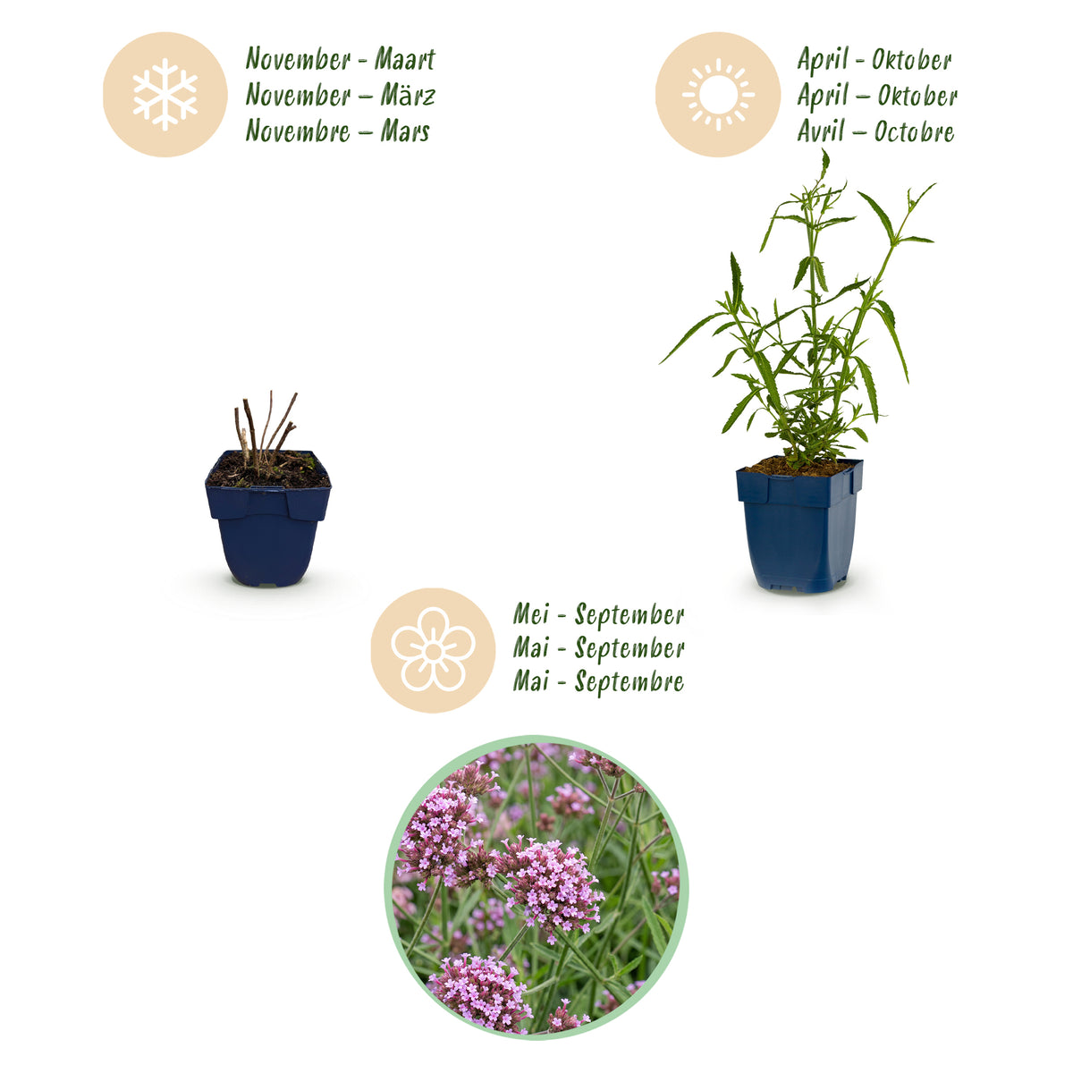 Eisenkraut 'Verbena bonariensis Lollipop' – Lila – Topf Ø11cm – Ansicht 4