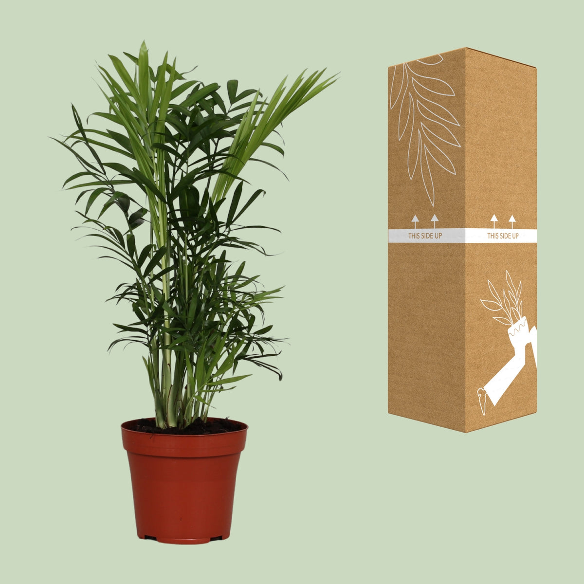 Zwergbergpalme 'Chamaedorea Elegans' – Topf Ø12cm – Ansicht 3