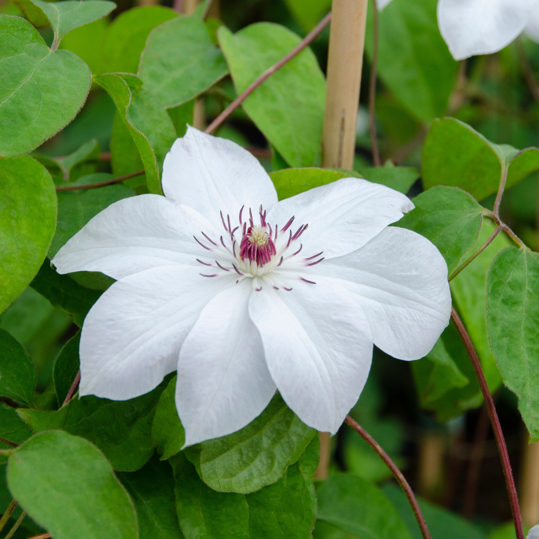 Clematis 'Miss Bateman' – Weiß – P9 Topf – Ansicht 4