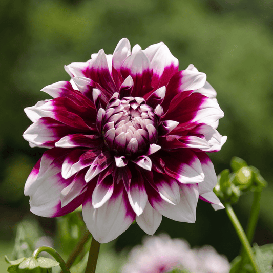 Dahlien-Knolle 'Mystery Day' – Großblumig