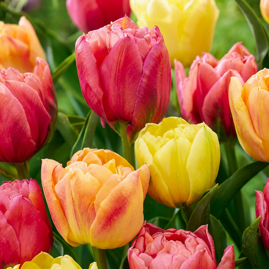 Tulpe 'Symbiosa' – Farbmix