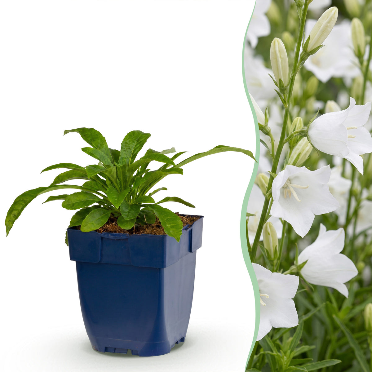 Pfirsichblattglockenblume 'Alba' – Weiß – Topf Ø11cm – Ansicht 2