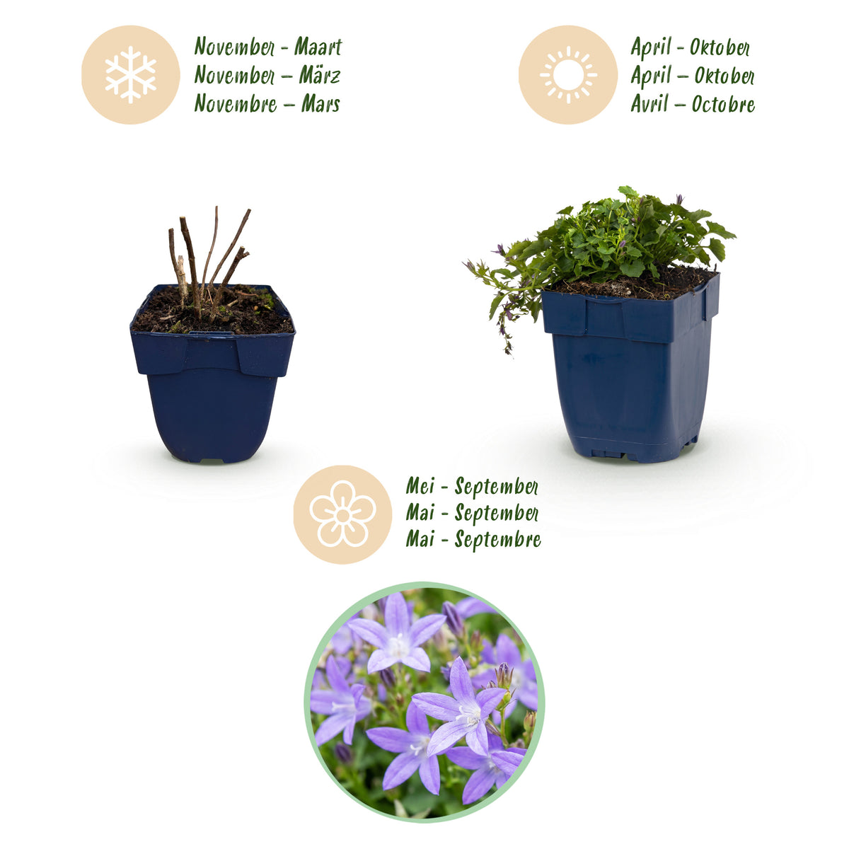 Hängepolster-Glockenblume 'Stella' – Lila – Topf Ø11cm – Ansicht 4