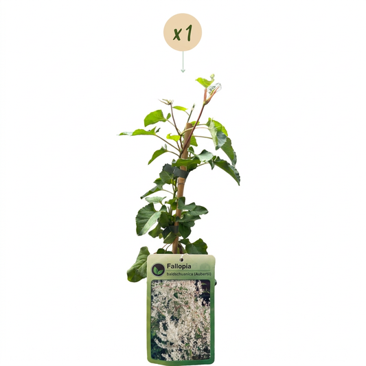 Schlingknöterich 'Fallopia aubertii' – Weiß, Ø9cm, ↕35cm – Ansicht 2