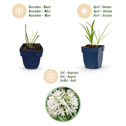 Afrikanische Lilie 'Albus' – Agapanthus – Weiß – Topf Ø11cm – Ansicht 4