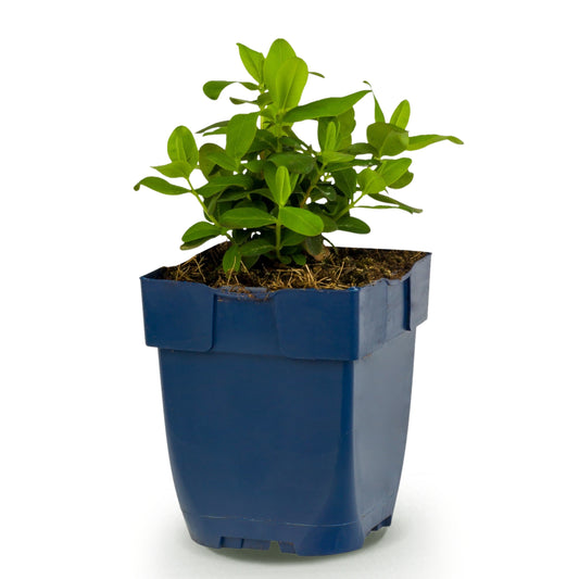 Johanniskraut 'Hypericum calycinum' – Gelb – Topf Ø11cm – Ansicht 2