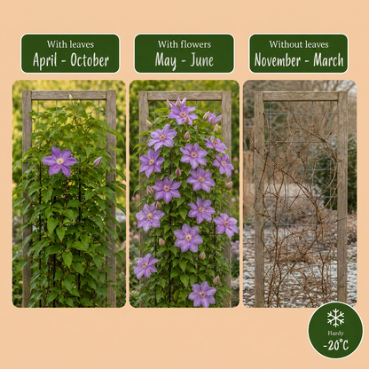 Waldrebe 'Justa' – Hellblau – Topf Ø9cm – Ansicht 6