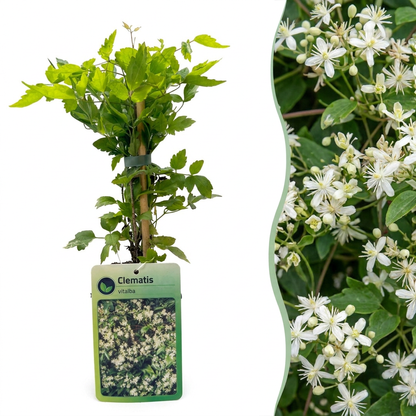 Gewöhnliche Waldrebe 'Clematis vitalba' – Weiß, Ø9cm, ↕35cm