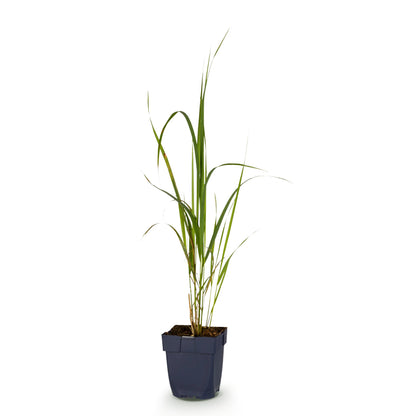 Pfeifengras 'Karl Foerster' – Molinia arundinacea – Topf Ø11cm – Ansicht 2