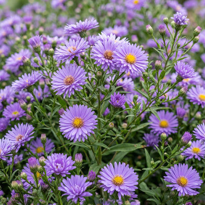 Kissen-Aster 'Mittelmeer' – Lila – Topf Ø11cm – Ansicht 5