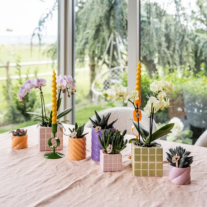 Sukkulente Crassula Hobbit – Ø6cm – Ansicht 12