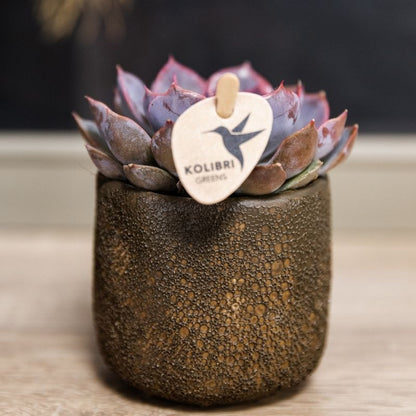 Sukkulente Echeveria Summer – Ø6cm – Ansicht 13