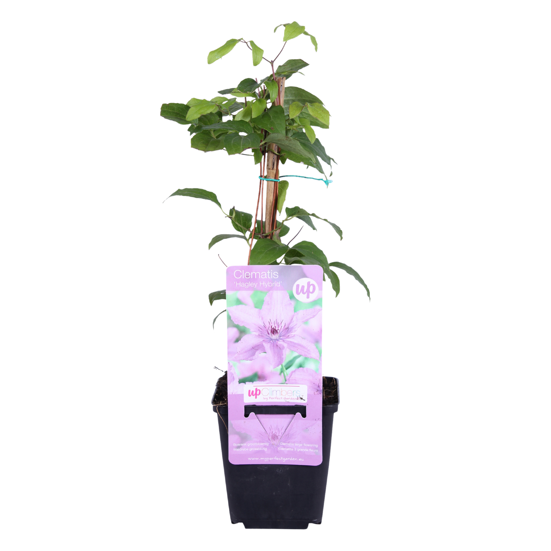 Clematis 'Hagley Hybrid' – Rosa – P9 Topf – Ansicht 2