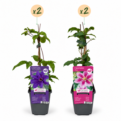 Waldrebe 'Purple & Pink' – Lila-Rosa-Weiß – Topf Ø9cm – Ansicht 2