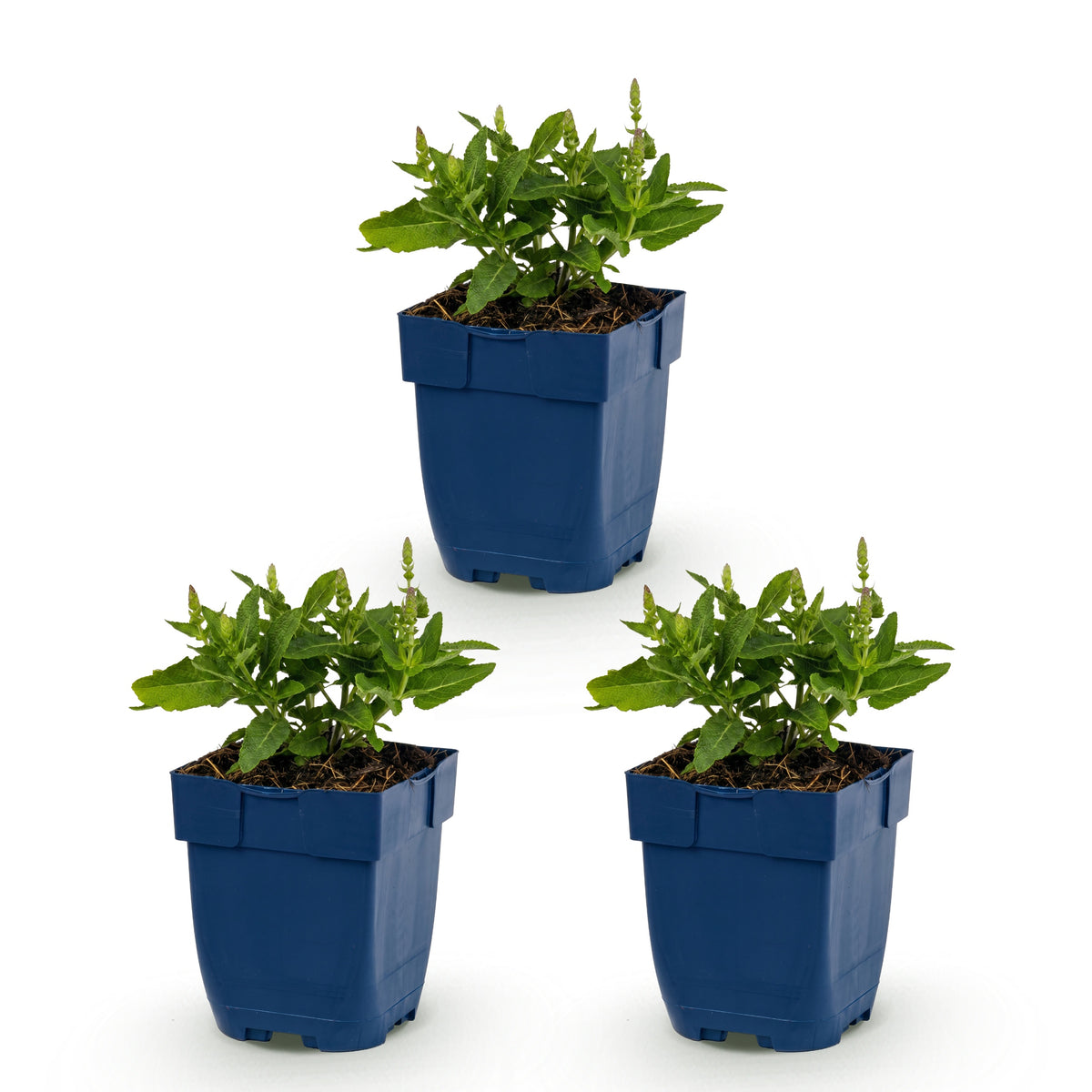 Salbei 'Sensation Deep Blue' – Violett – Topf Ø11cm – Ansicht 2