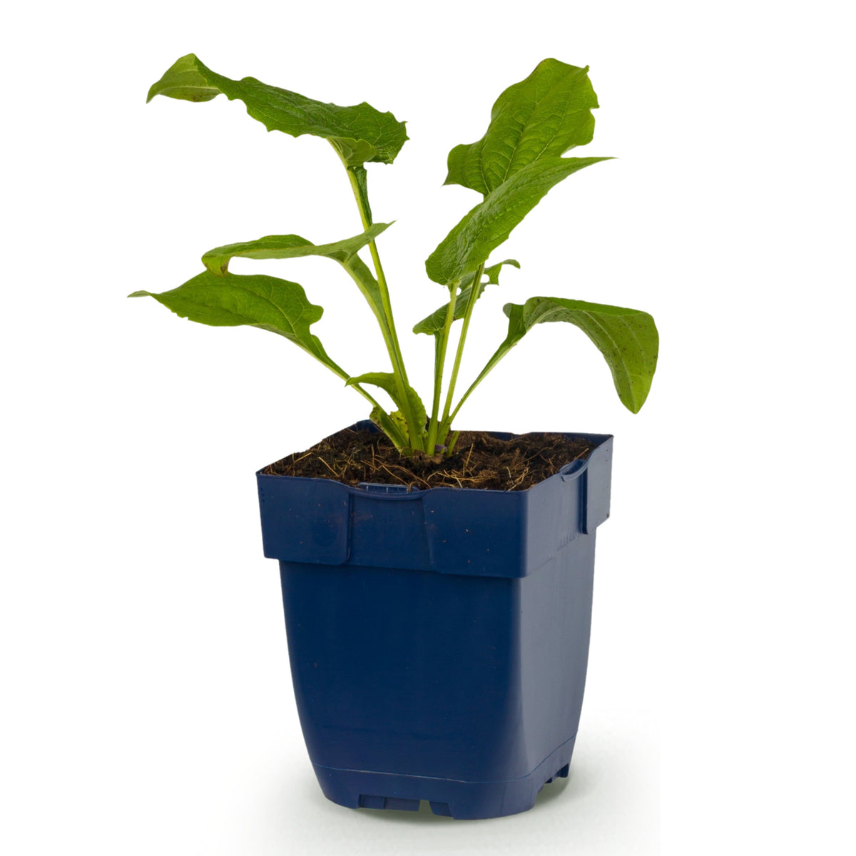 Sonnenhut 'Echinacea Magnus' – Rosa – Topf Ø11cm – Ansicht 2