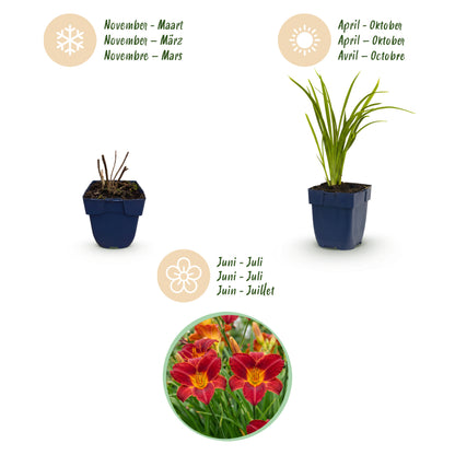 Taglilie 'Autumn Red' – Rot – Topf Ø11cm – Ansicht 4