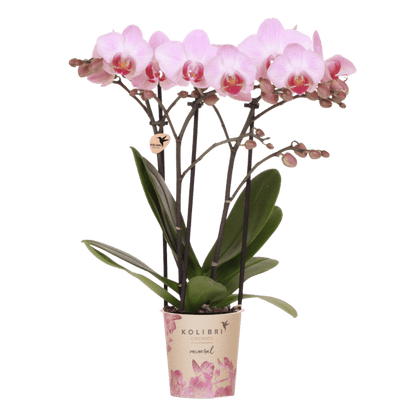 Phalaenopsis-Orchidee 'Mineral Antwerp' – Rosa – Topf Ø9cm