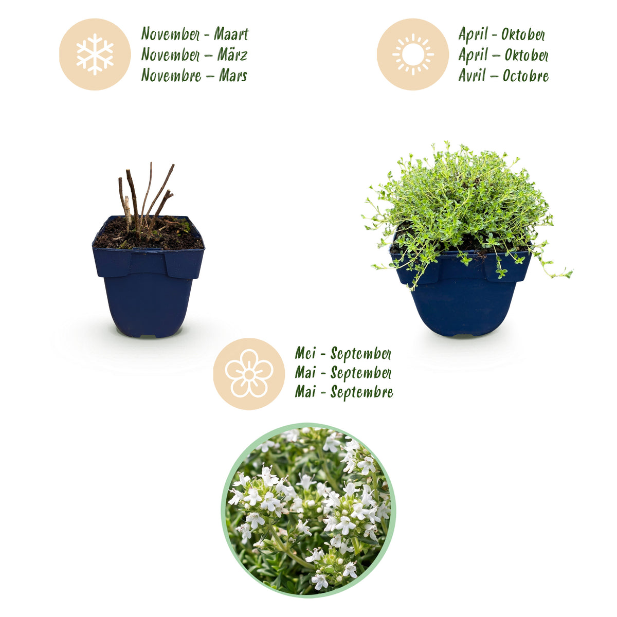 Kriech-Thymian 'Albiflorus' – Weiß – Topf Ø11cm – Ansicht 4
