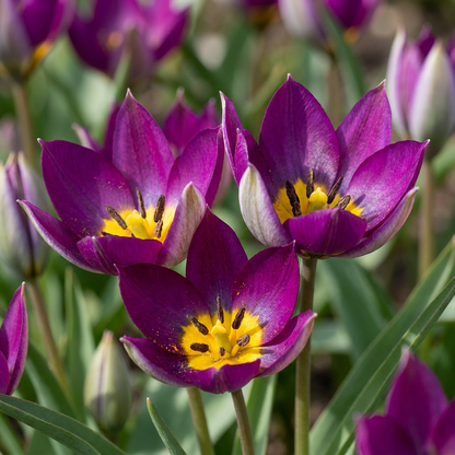 Tulpe 'Persian Pearl' – Lila